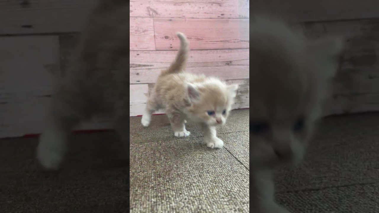 マンチカン 足長、ロングヘアーの男の子♪