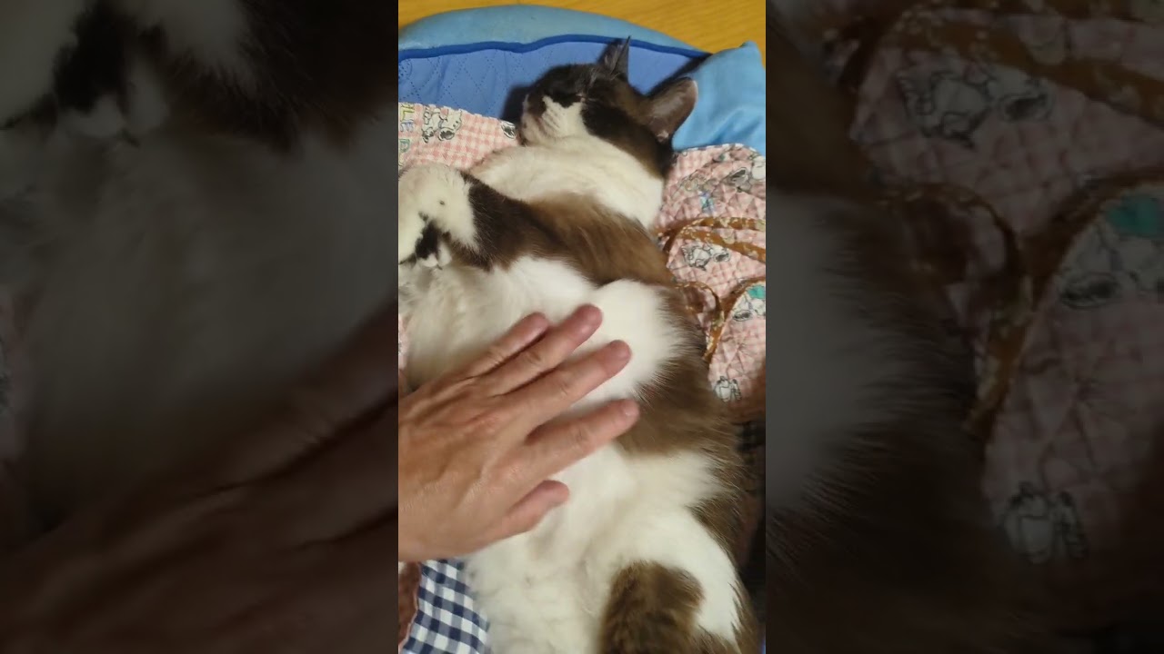 そらくん　今日のお腹ナデナデ #shortsyoutube #スノーシュー