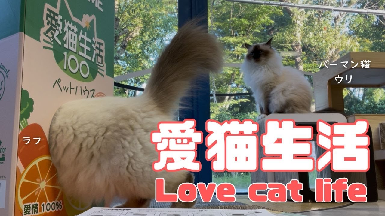 バーマン猫ウリとラフとガブとミカ【愛猫生活】Love cat life（バーマン猫）Birman/Cat