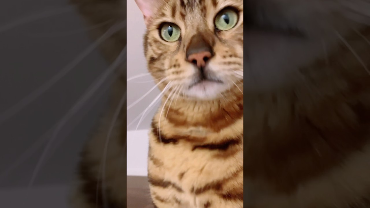 シンタローの隠れ部屋？#cat #catcute #catlover #癒し系猫 #bengalcat #ベンガル #癒し動画