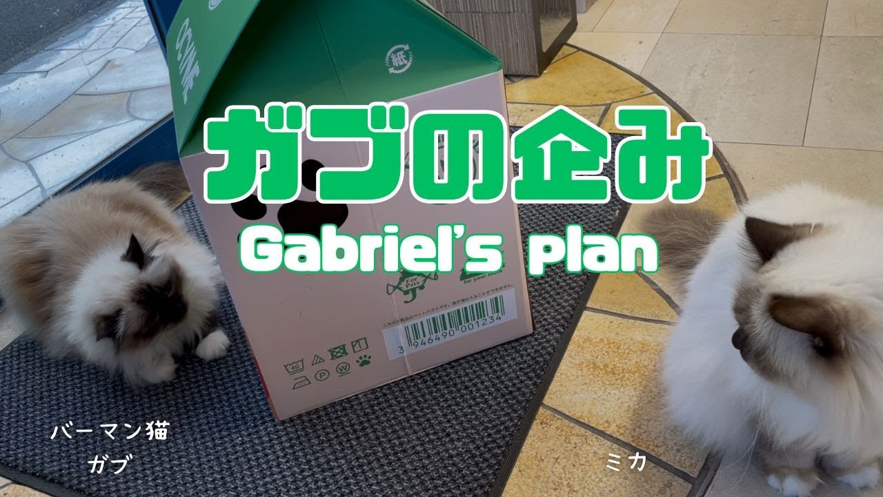 バーマン猫ガブとミカ【ガブの企み】Gabriel's plan（バーマン猫）Birman/Cat