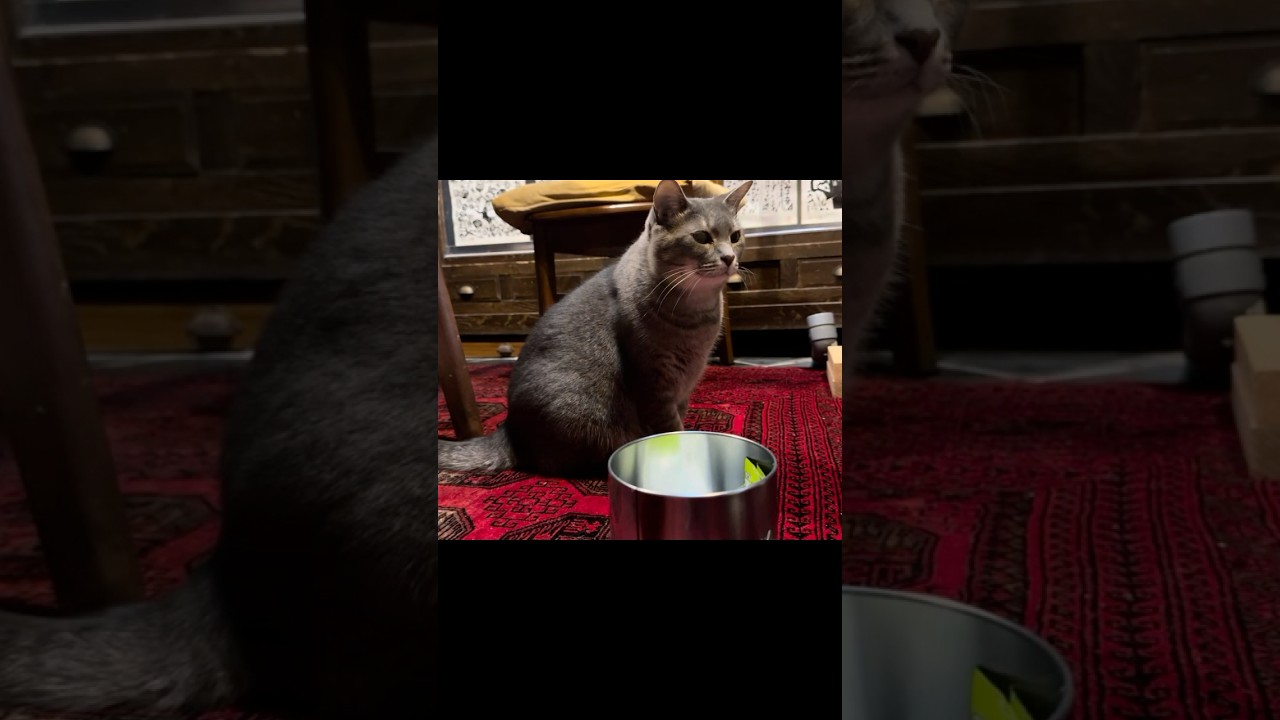 おばあちゃんはヒラメキ料理を食べて..  最近ハマっているフリーズドライのスナギモを待つ猫…  #cat #保護猫 #風の猫#さっちゃん