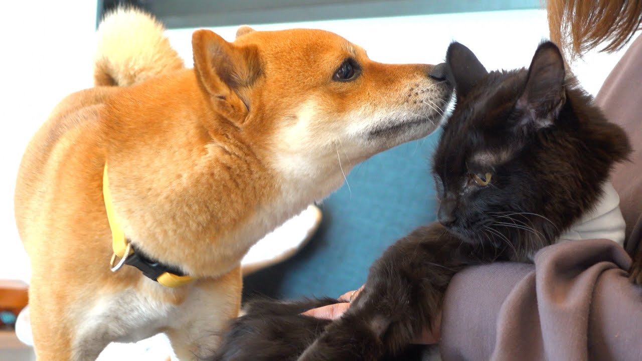 手術後の子猫と柴犬の心温まる瞬間‥涙が止まりませんでした。