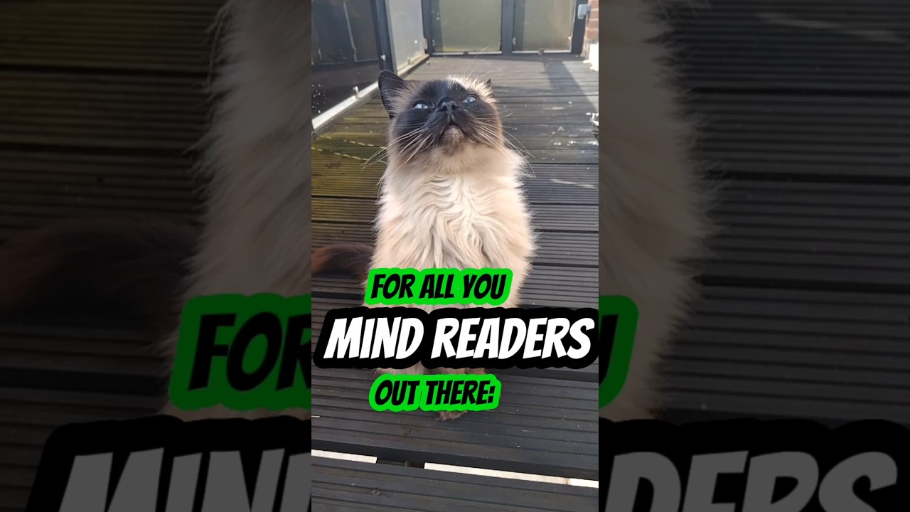 For all you mind readers out there.... #catmemes #funnycats #funny #ragdolls