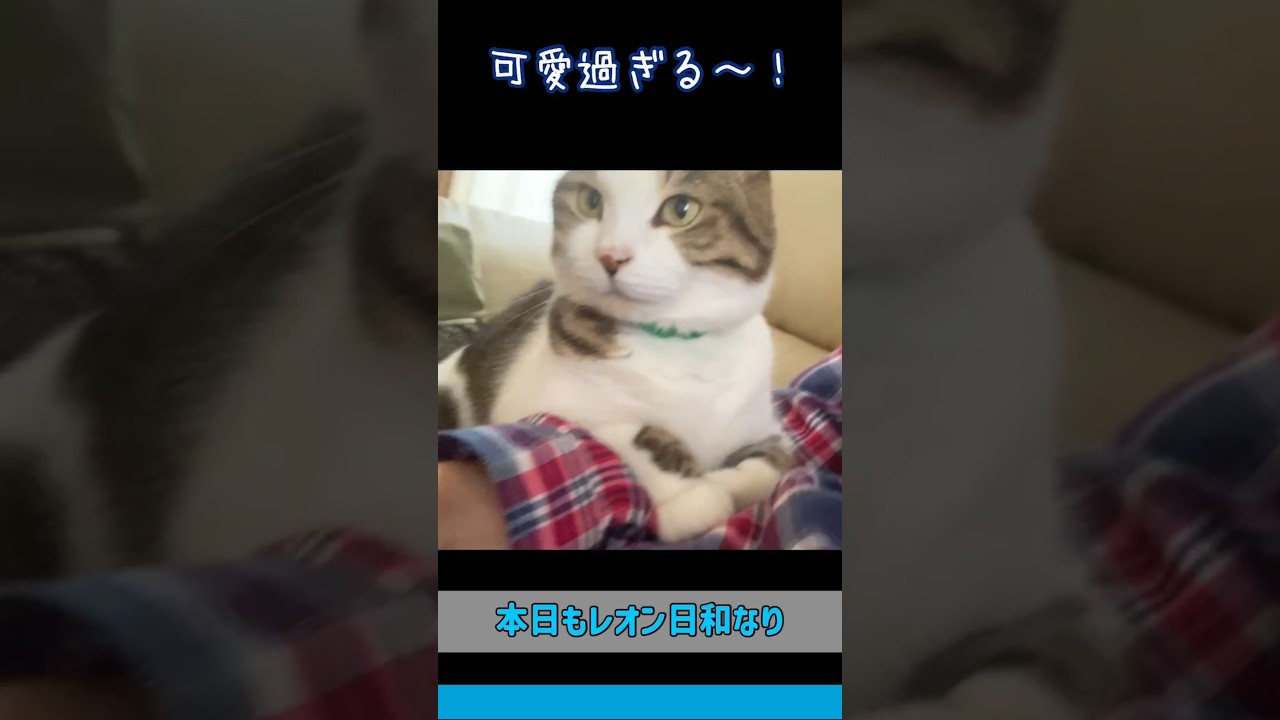 たまに甘えるツンデレ猫 　 #shorts　 #長足マンチカン