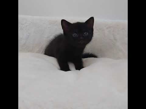 ボンベイ 綺麗な瞳のボンベイちゃん🥰