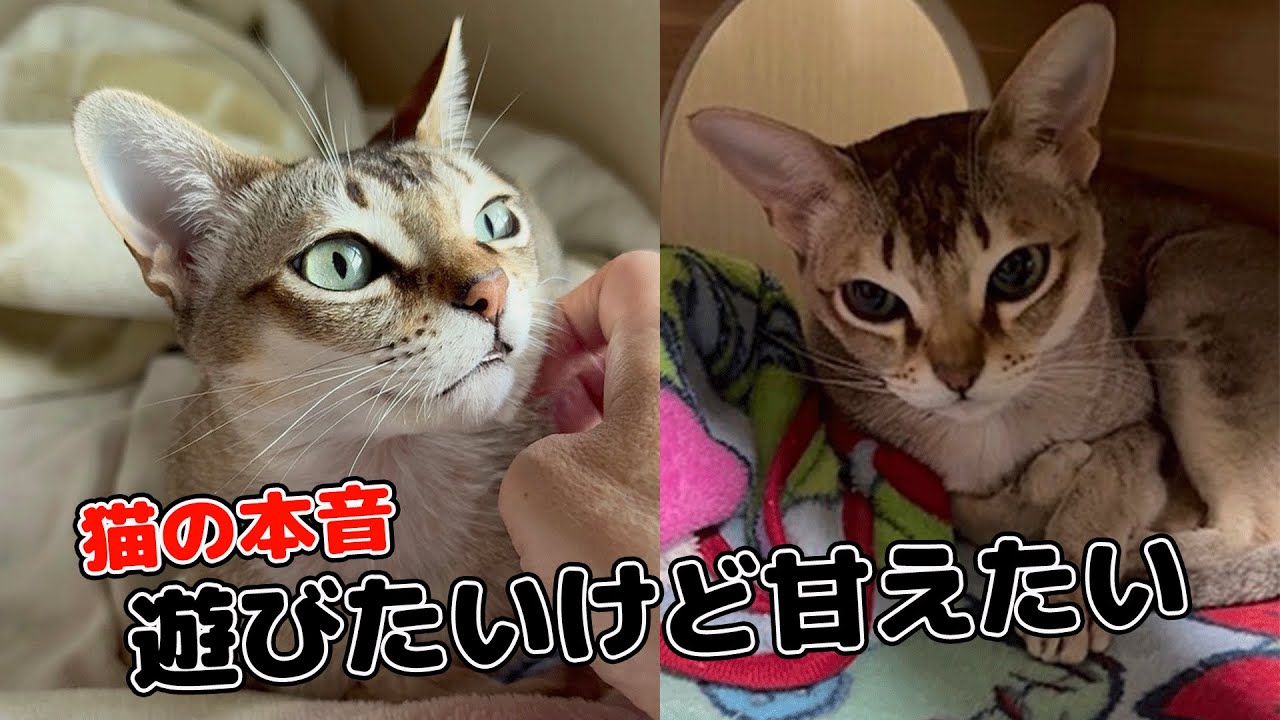 【シンガプーラ】甘えたいけど遊びたい...猫の本音？飼い主ラブ♡手も心も離さない！#cat #猫のいる暮らし #猫好きさんと繋がりたい