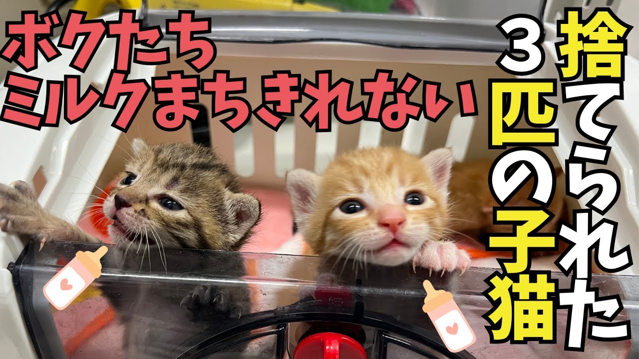 ⑤捨てられた３匹の子猫：今日のミルク10月25日バージョン