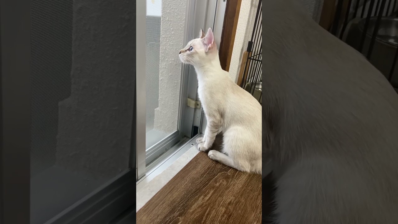 雨に興味津々らしい　#元保護猫　#シャムトラ　#シャムミックス　#cat #猫耳 #kitten #シャムmix  #子猫 #猫耳