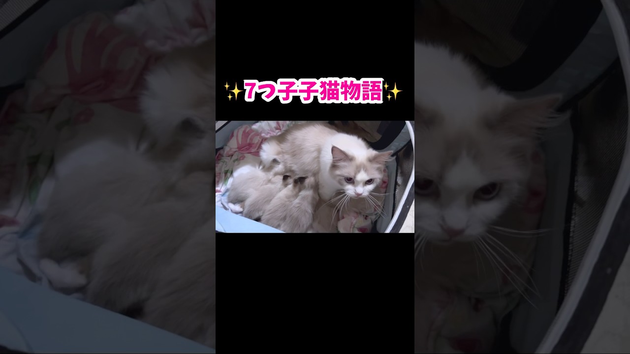🤭飼い主に従う賢い母猫😽 #猫 #子猫 #ラグドール