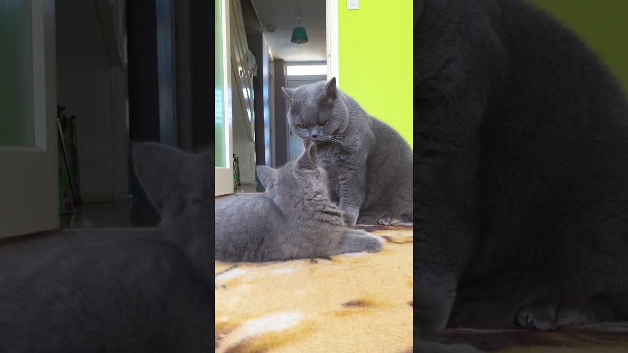 Kitten Fights Cat   #Britishshorthair #catfight #cat