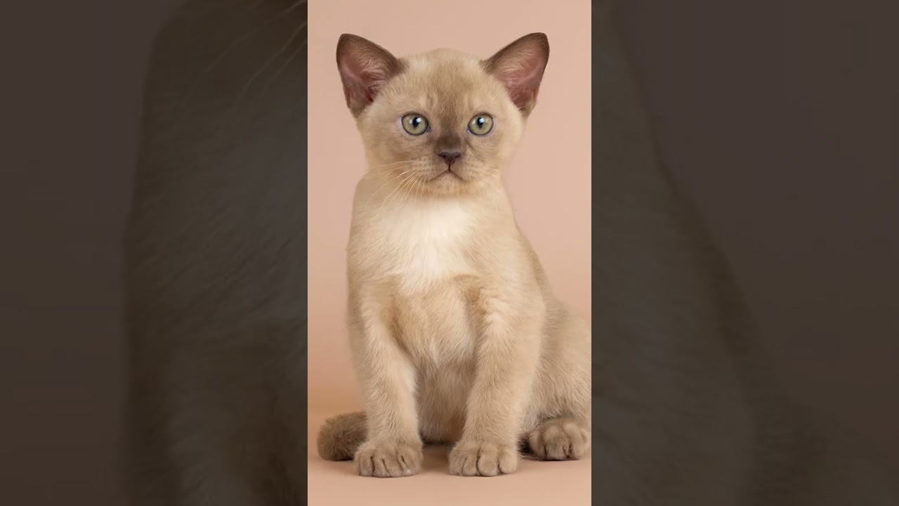 Burmese Cats 101: Amazing Cat Facts In 60 Seconds 🐱🕒