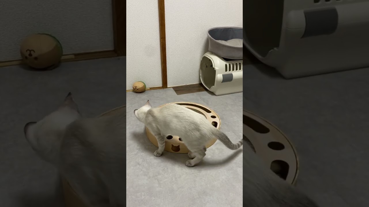 ひたすら遊ぶ猫　#元保護猫　#シャムトラ　#シャムミックス　#cat #猫耳 #kitten #シャムmix  #子猫 #猫耳