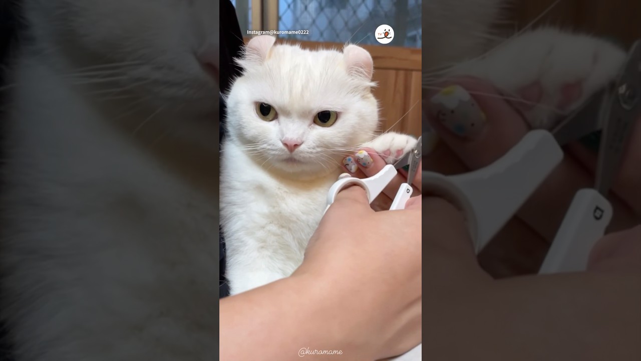 本当はイヤだけど爪切りさせてあげるにゃ｜PECO #ロシアンブルー #猫 #愛猫家 #猫のいる暮らし #russianblue #cat #catlover #catlife