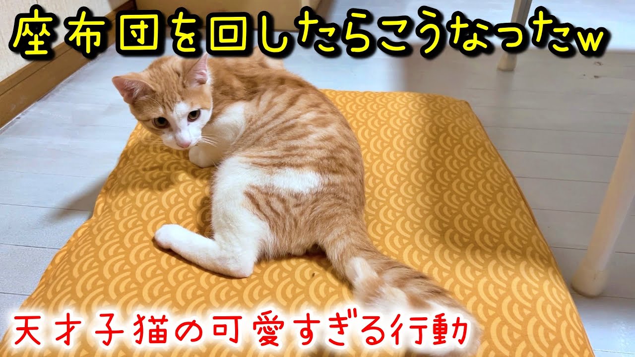 保護した天才子猫が座布団を占領するので回したらこうなりました笑【賢い猫】