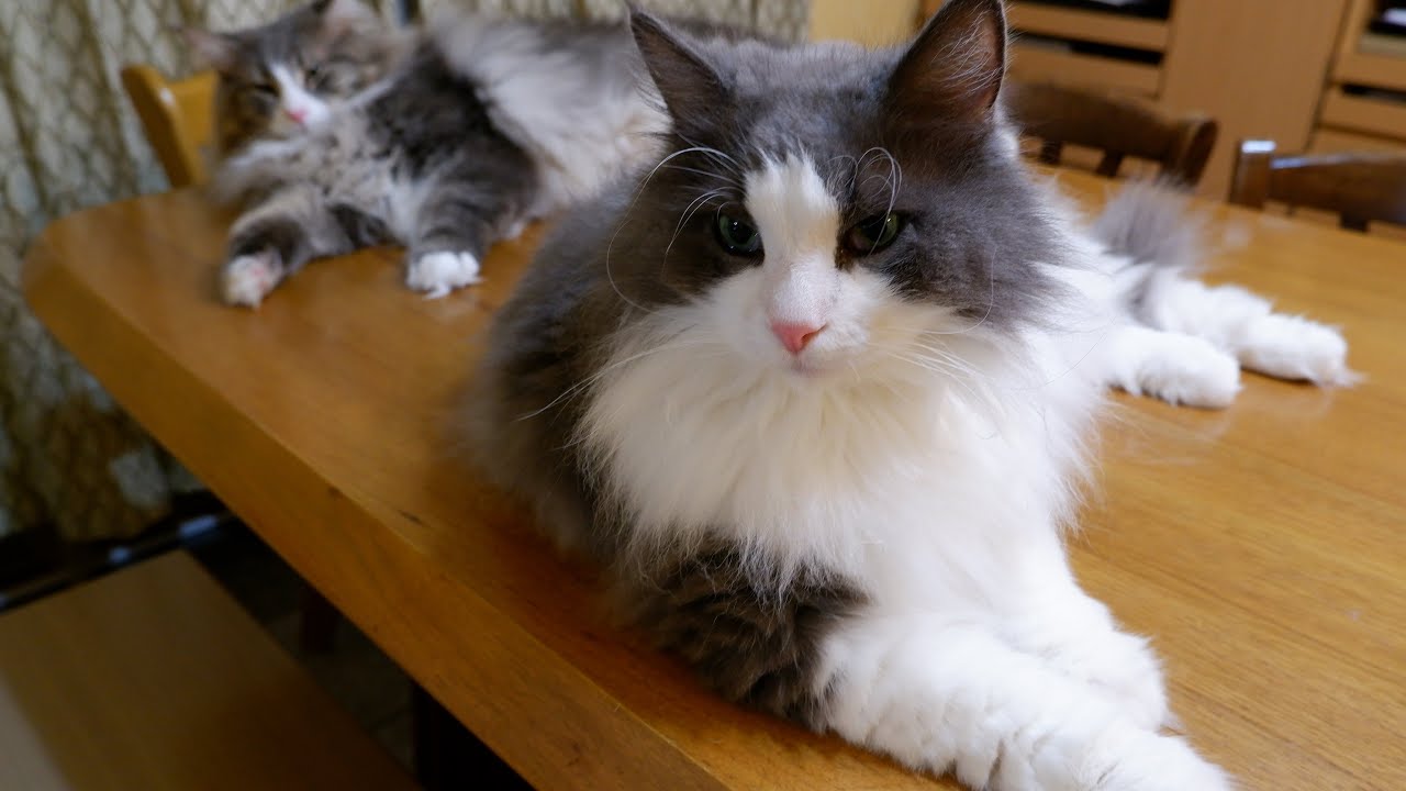 【日常✨】おっとりさん達もやる時はやるwwwノルウェージャンフォレストキャットとターキッシュアンゴラ♡