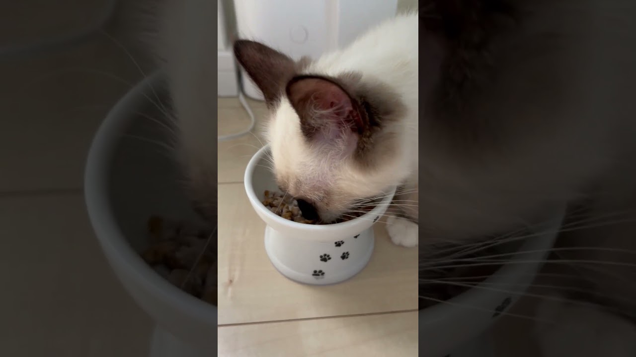 ご飯のために走るAzul #cat＃猫#ラグドール＃猫のいる暮らし