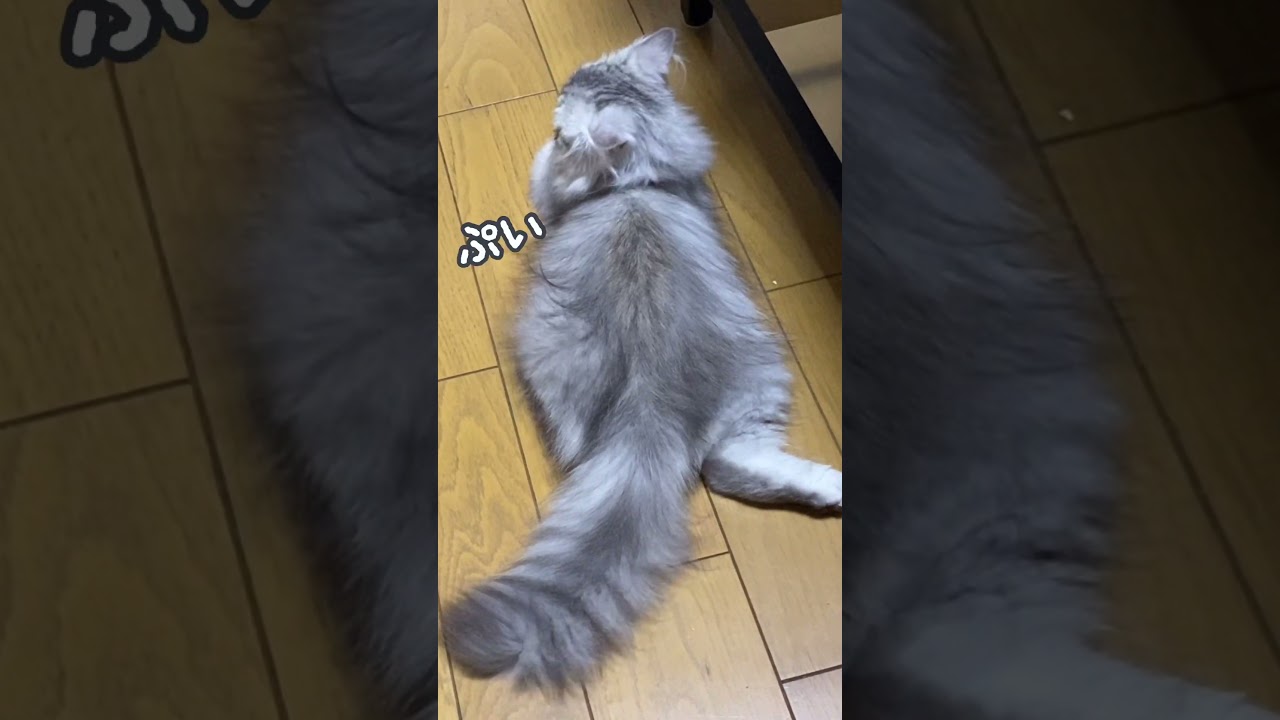 ねぇこっち向いて♪#cat #ねこ #猫 #ペルシャ#子猫
