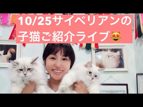 10/25 サイベリアンの子猫ご紹介ライブ😻世界チャンピオン血統の本物のサイベリアン😻お迎えするなら#吉祥寺 のロイヤルキャッツ