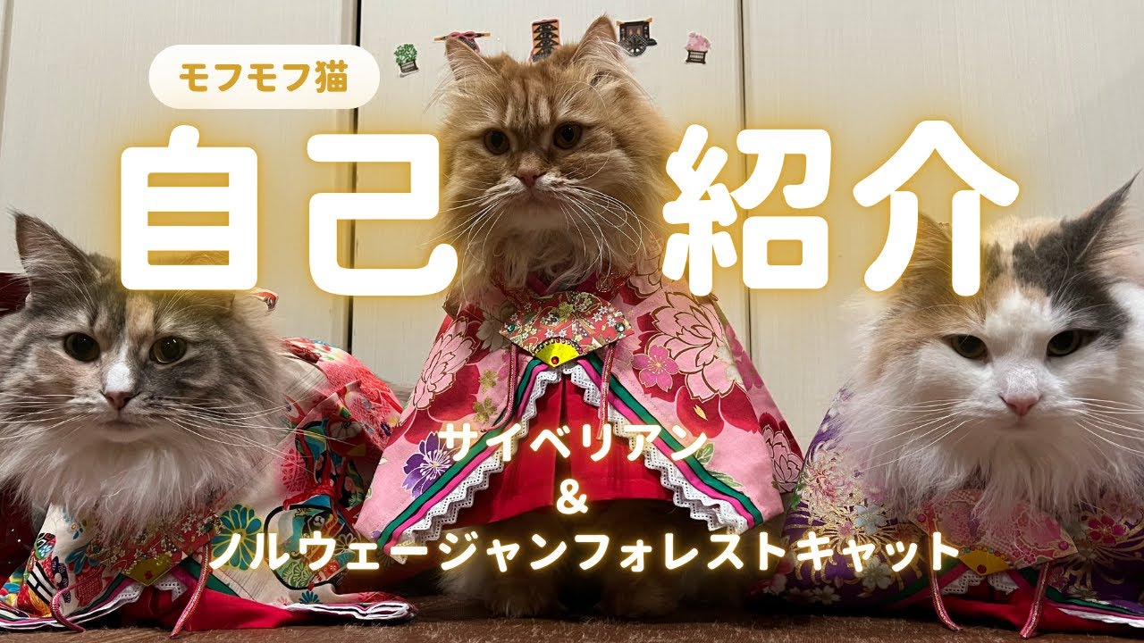 モフモフ猫の紹介【サイベリアンとノルウェージャンフォレストキャット】