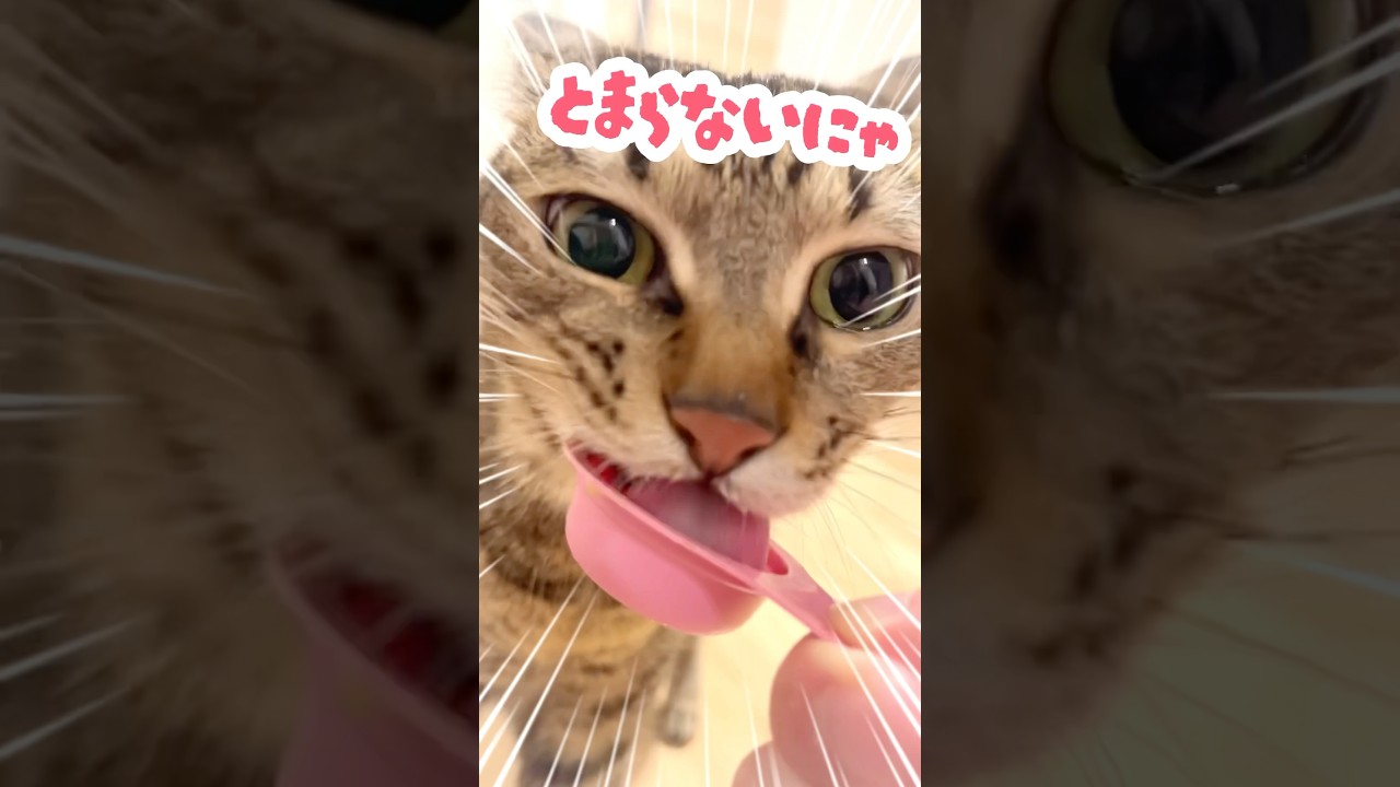 猫を虜にするおやつがこれ！ #shorts #保護猫 #猫のいる暮らし