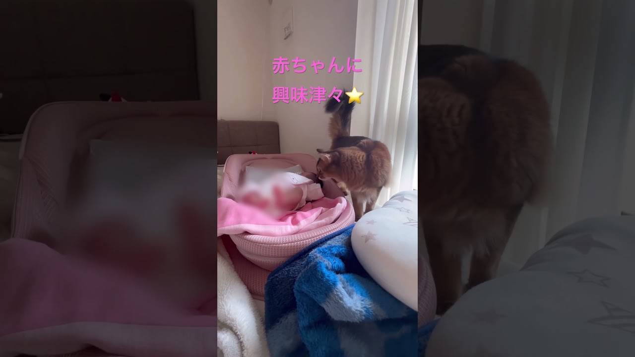 初めて人間の赤ちゃんに会った猫 #ソマリ #ねこのいる暮らし #猫と赤ちゃん