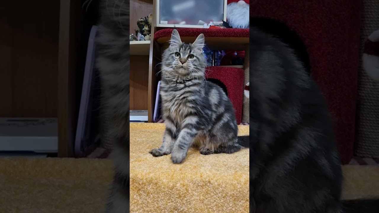 Kelly Black Blotched Tabby Maine Coon Female Kitten Available Now | Purebred Kitties