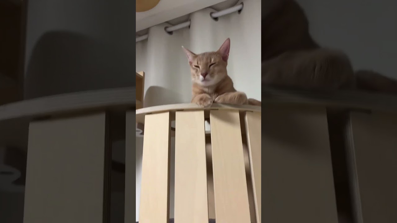 뽀나단 땅콩 떼기 완료! #고양이 #고양이집사 #고양이일상 #고양이귀여워 #아비시니안