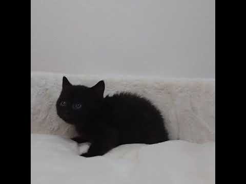 ボンベイ 綺麗な瞳のボンベイちゃん🥰