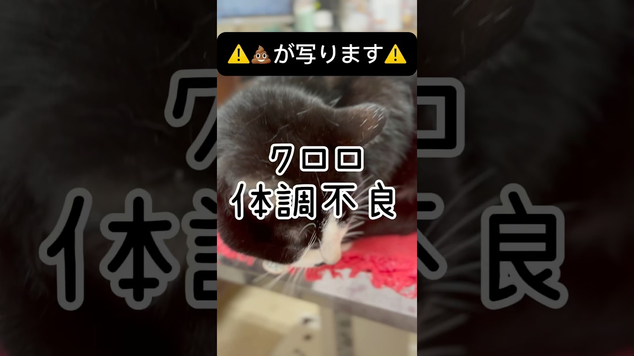 クロロを病院に連れて行きました🏥#shorts