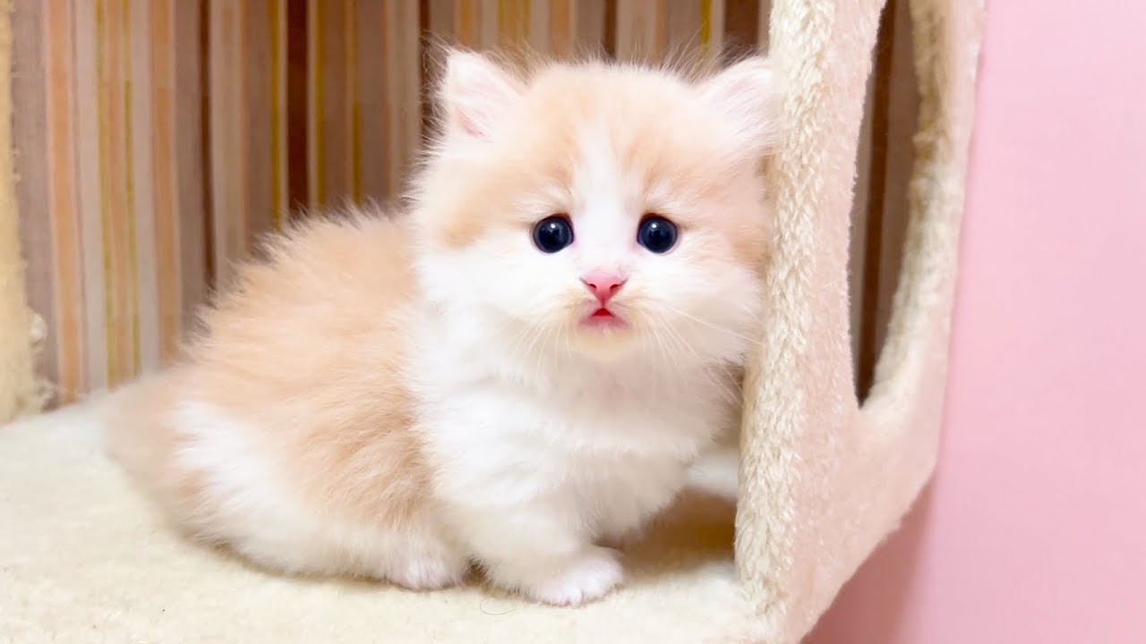 【マンチカンの子猫】子猫の飽和状態でギュウギュウになってる件 ～猫のいる生活Vol.1034～出産動画 マンチカン短足・ミヌエット・ペルシャ猫専門ブリーダー『ペット蔵人』【子猫の成長記録】