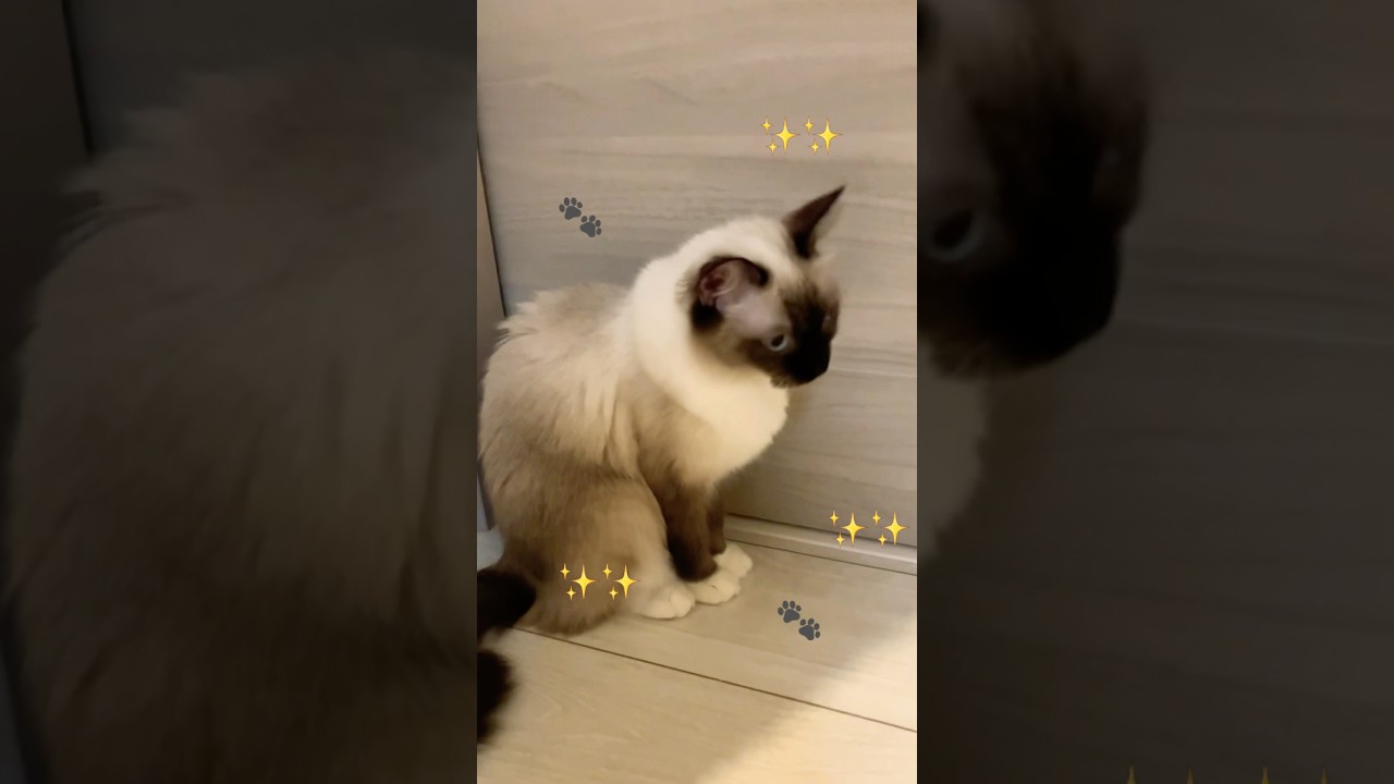 たぬきみたいなラグドールの女の子 #shortvideo #cat #shorts #ragdollkittens #cute #ラグドール #catlover #ragdolls ​⁠