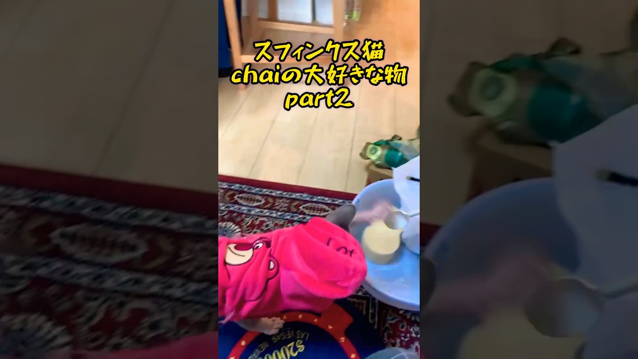 スフィンクス猫チャイはスプーンがお好き#shorts#cat #猫#sphynx
