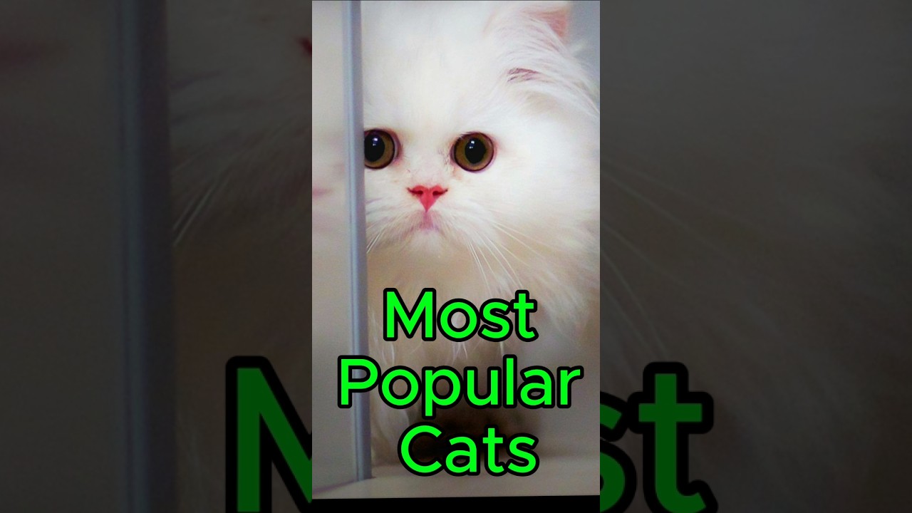 Top 10 most popular cats in the world 🌎 #shorts #cat #viralshorts #pets