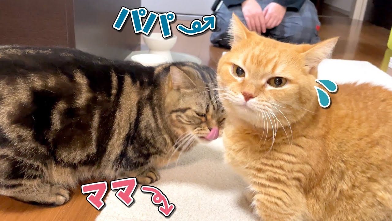 同時に帰ってきたパパとママに平等に甘える猫たちが可愛すぎてずるい！