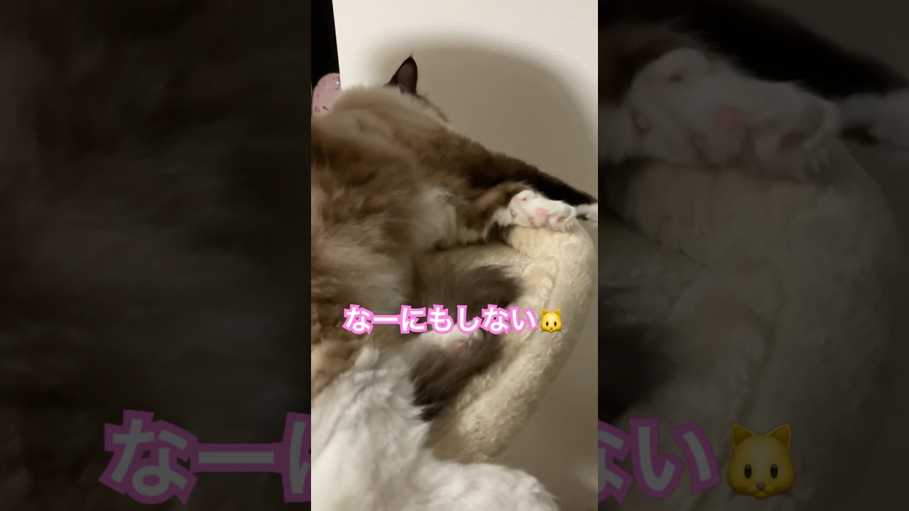 ラグドールのたぬきみたいな猫 #cat #猫のいる暮らし #ラグドール #ねこ #shortvideo #保護猫 #shorts #何気 ​⁠​⁠@tanutoko