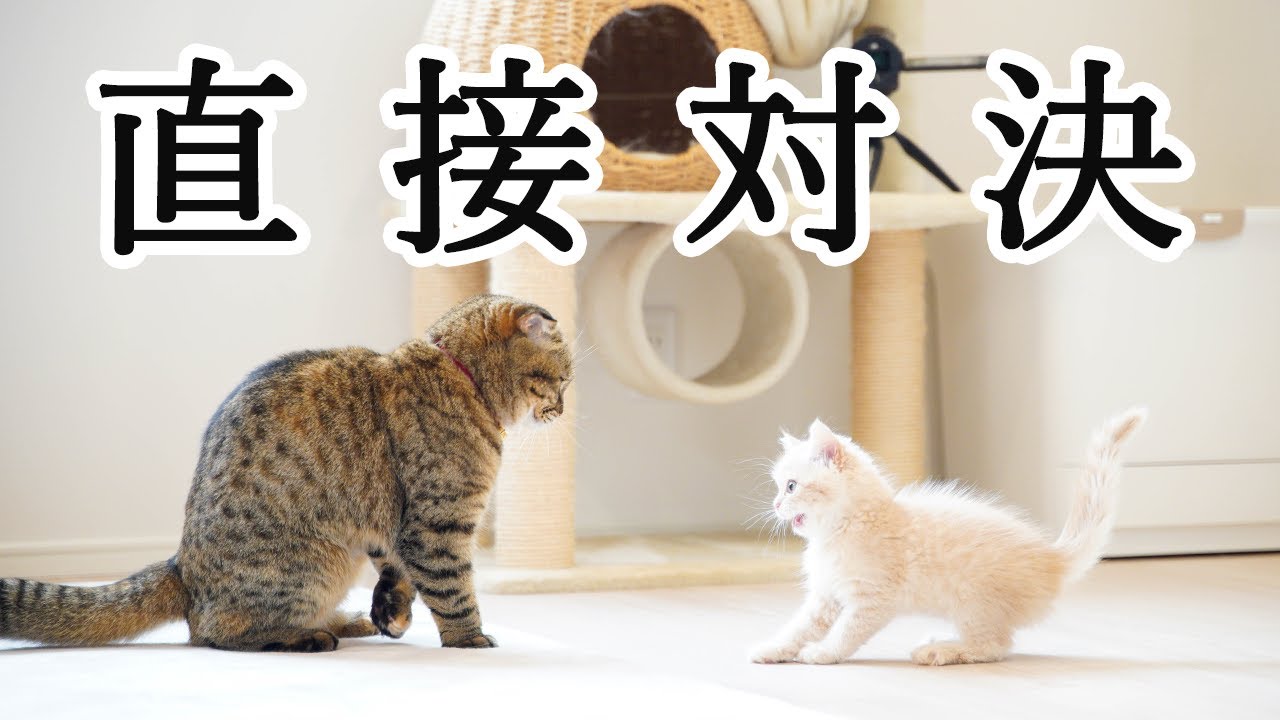 先住猫に勝負を挑む生後2ヶ月の子猫が可愛すぎました