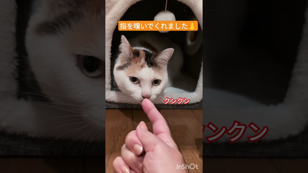 三毛猫ねね😺まだ合格はおあずけです😢#三毛猫#保護猫#犬と猫のいる暮らし