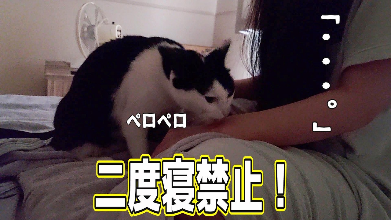 早朝にトイレに起きたら、二度寝を許してくれない猫が一日中ややこしかった。