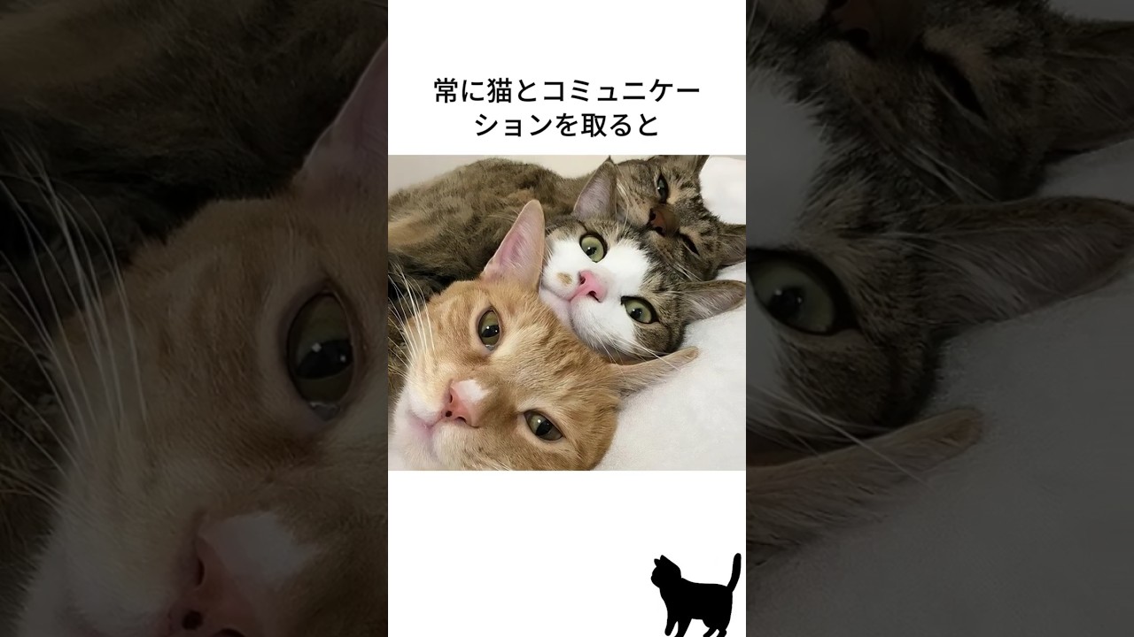 にゃんずの気持ち26・・・・#shorts,＃猫,#cat,#fyp #foryou,#雑学