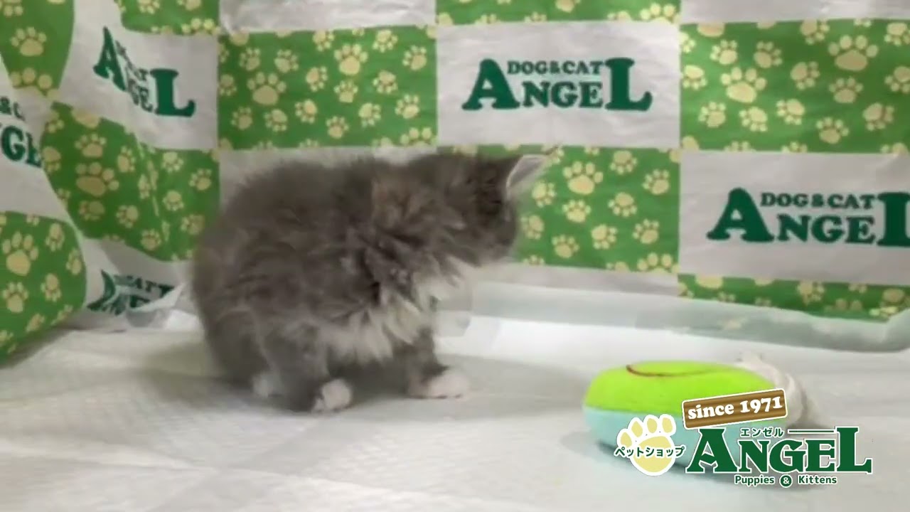 スコティッシュフォールド 2410034 【ペットショップエンゼル　子犬・子猫販売】