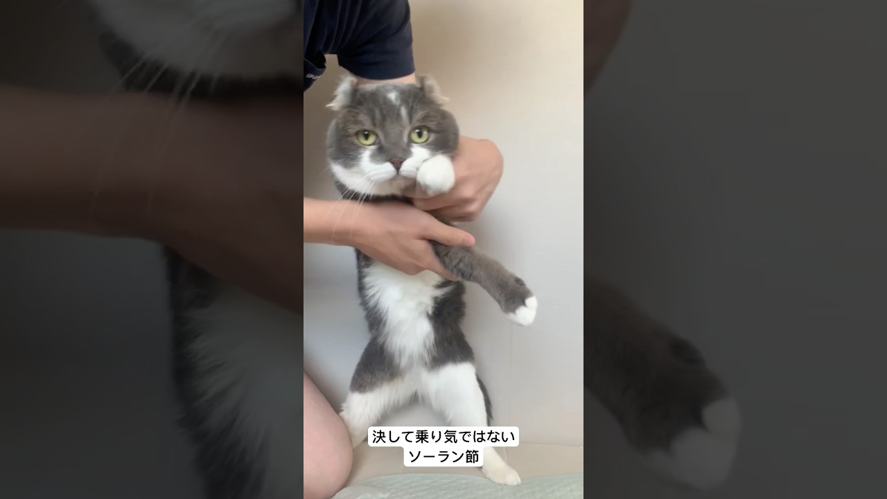 遊びにしょうがなく付き合ってくれるたぴ #アメリカンカール #よさこい