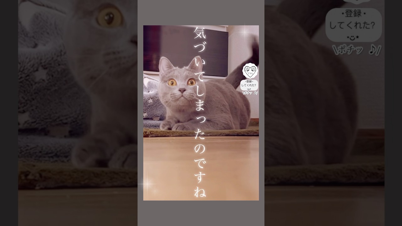 【気づいてしまったのですね】私が… You noticed?I’m......not a human#猫 #cat #シャルトリュー #chartreux  #catshort #猫ショート