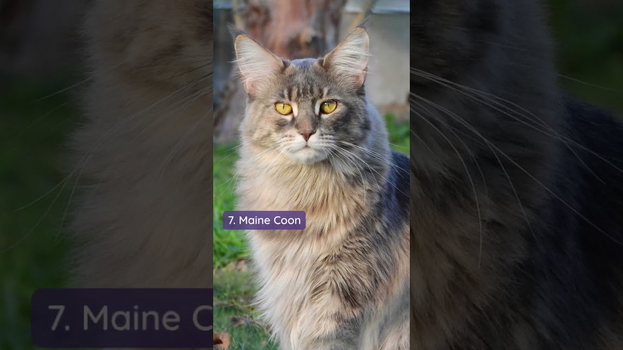 10 most beautiful breeds of cats in the world #shortfeed #facts #animals #youtubeshorts #shorts