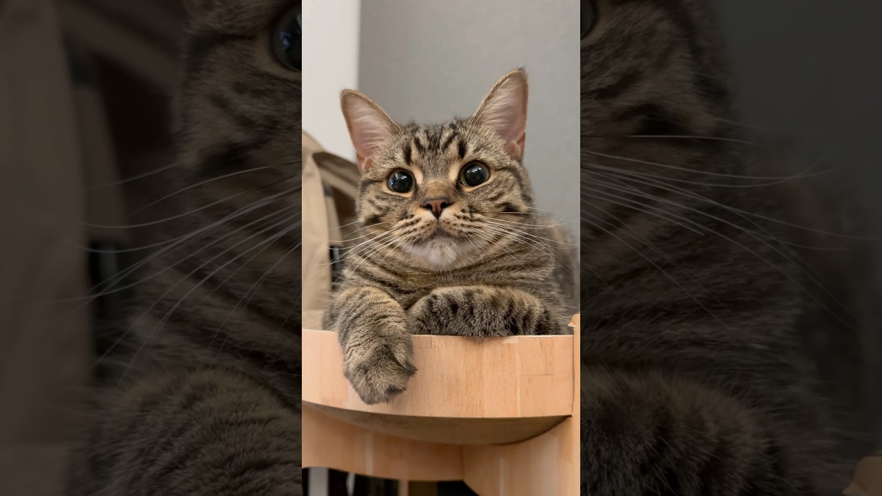 【猫動画】猫にサカナで遊んでもらうパパwww #shorts