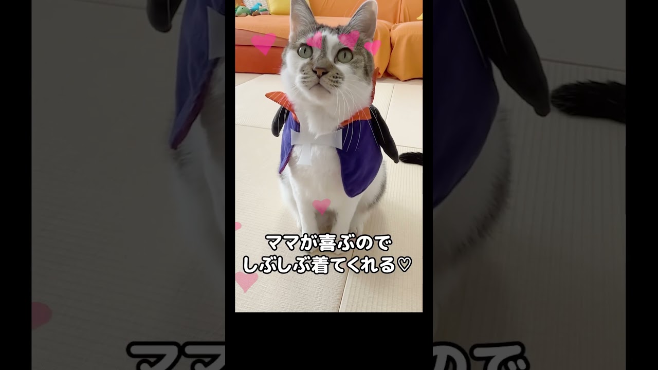 かわいすぎてカメラロールの写真枚数すごいことになった😂📸 #元野良猫のささみとホルン #cat #ネコ