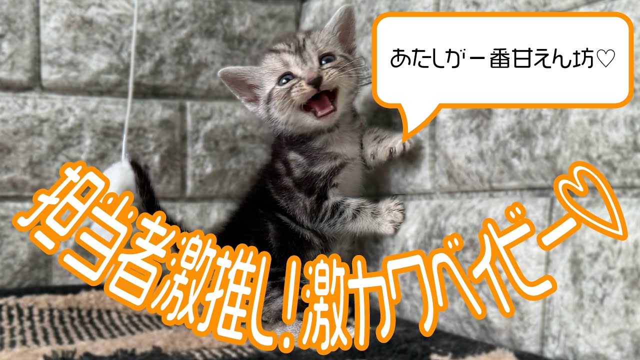 【子猫紹介】アメリカン・ショートヘアー   #アメショー #可愛い #猫 #子猫  #シルバータビー  #女の子 #メス #もふもふ #愛知県 #名古屋 #刈谷 #豊田 #三河