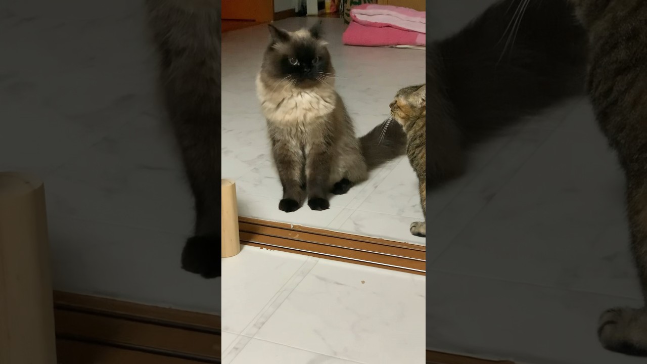僕怒られてる？ #猫 #ヒマラヤン #保護猫 #猫のいる生活 #shorts