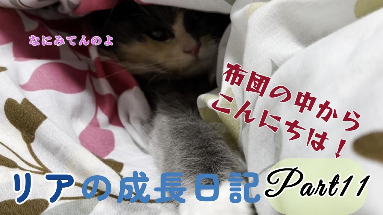 走って暴れて時に可愛い子猫特集！子猫の成長日記【Part11】