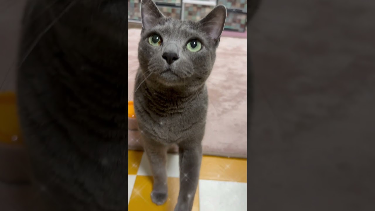 【ロシアンブルー】今朝のめろんのおねだりです🥰【猫】#shorts